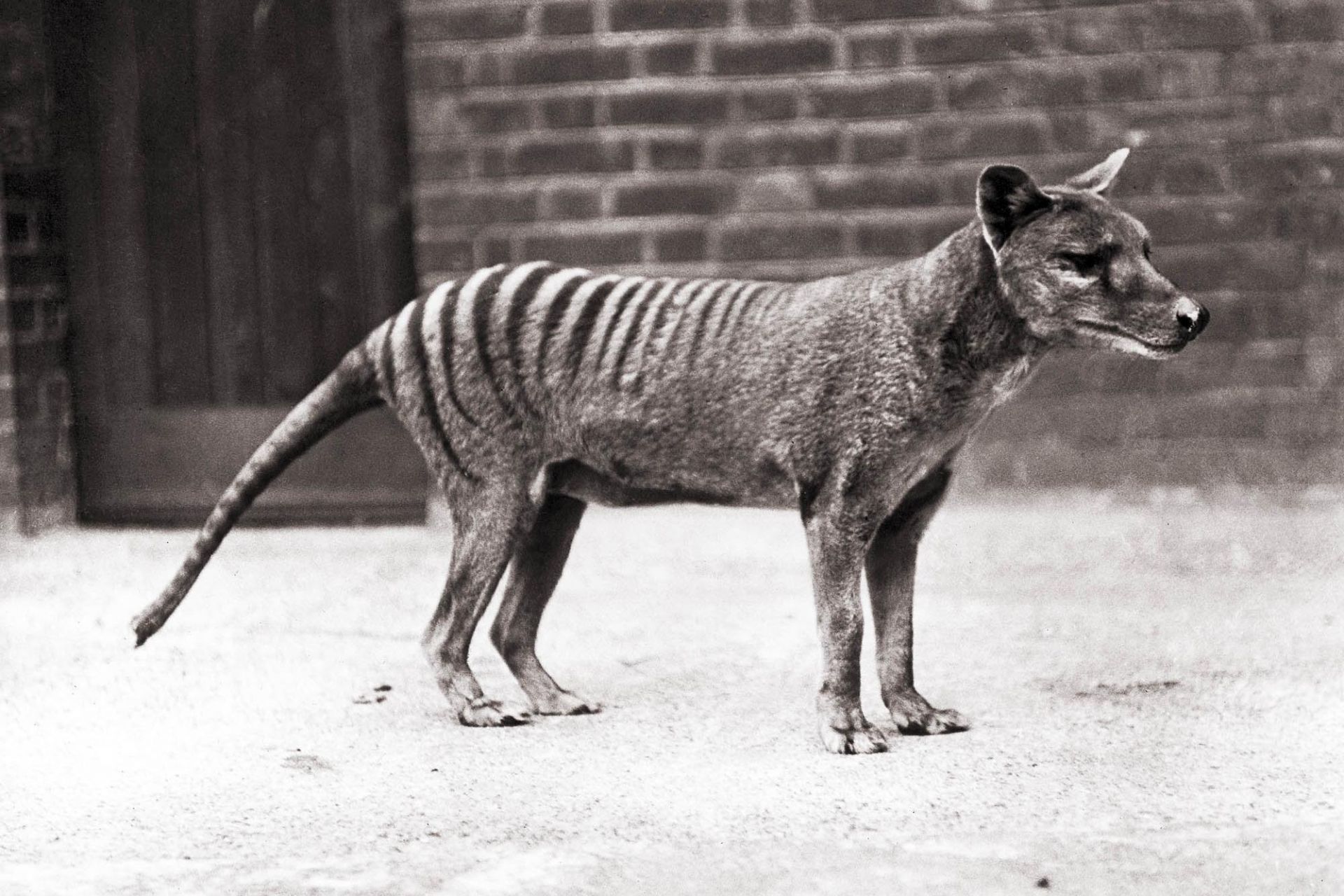 тасманийския тигър