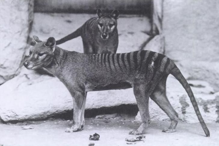 тасманийския тигър