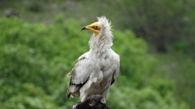 Открихме трупа на лешояда с данни че е загинал в