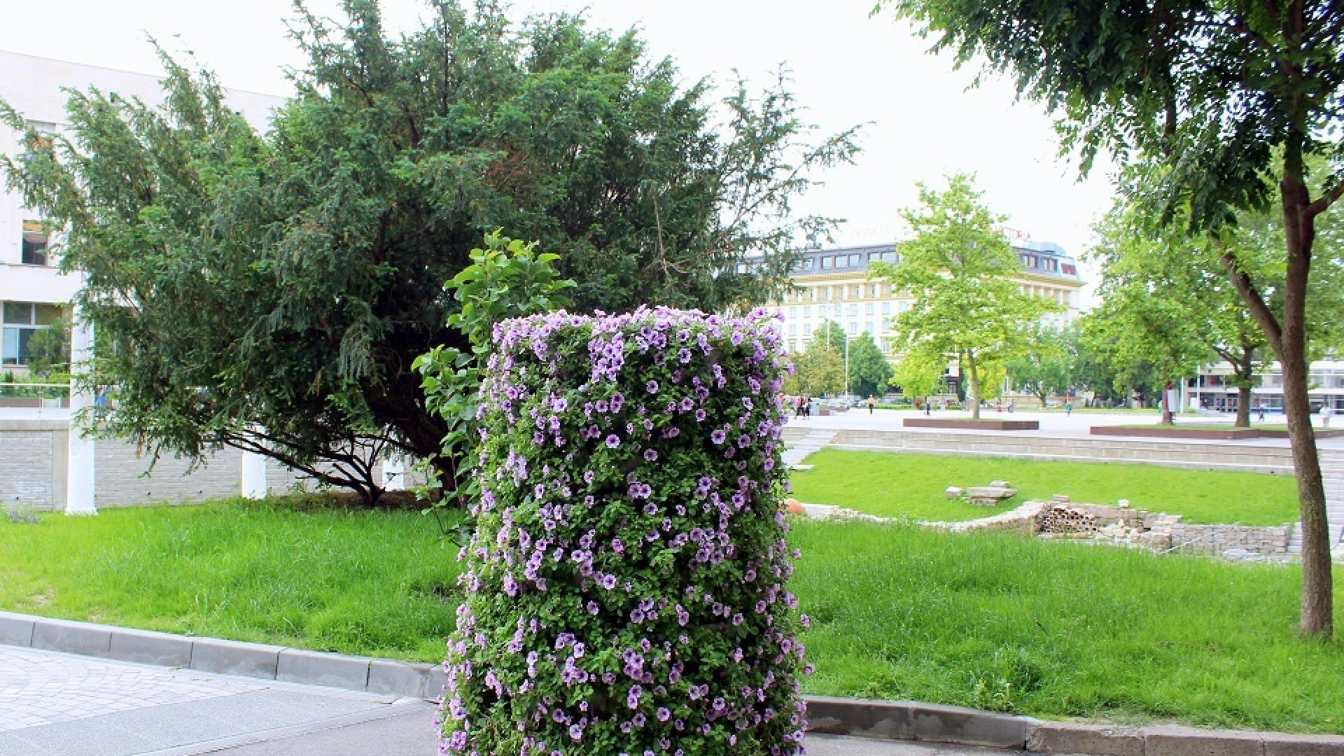 Засаждат милиони цветя в Пловдив през май