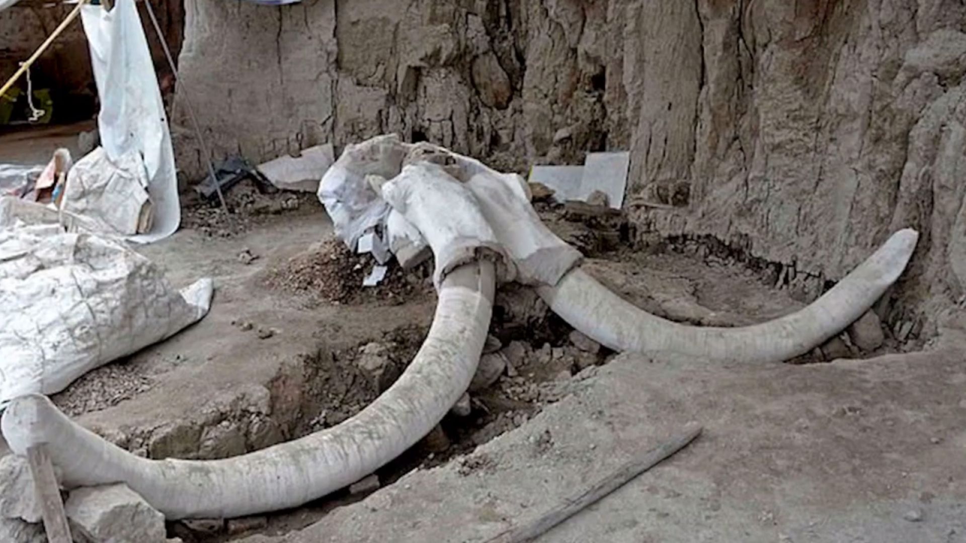 Археолози откриха останките на повече от 60 мамута край столицата