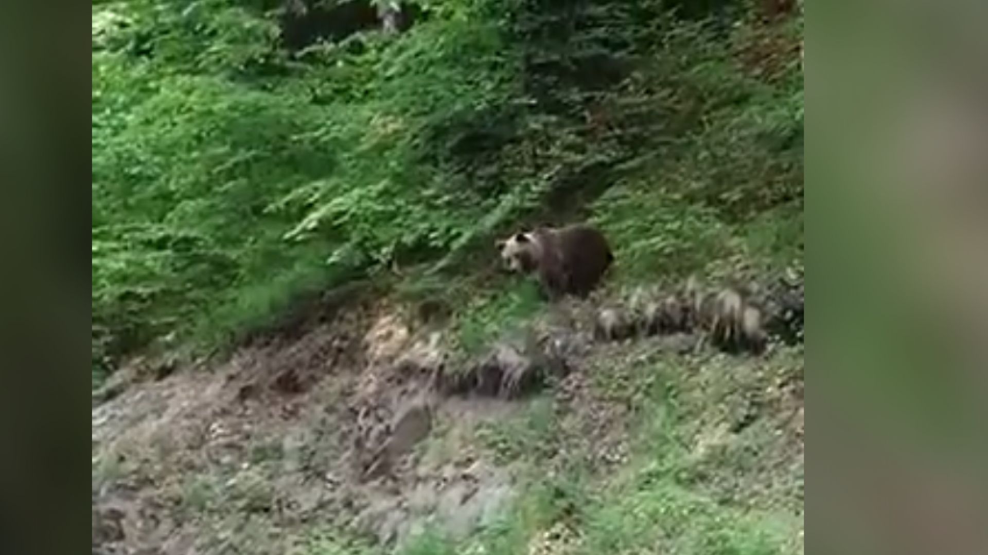 Заснеха мечка с две мечета под Рилския манастир В дирекцията