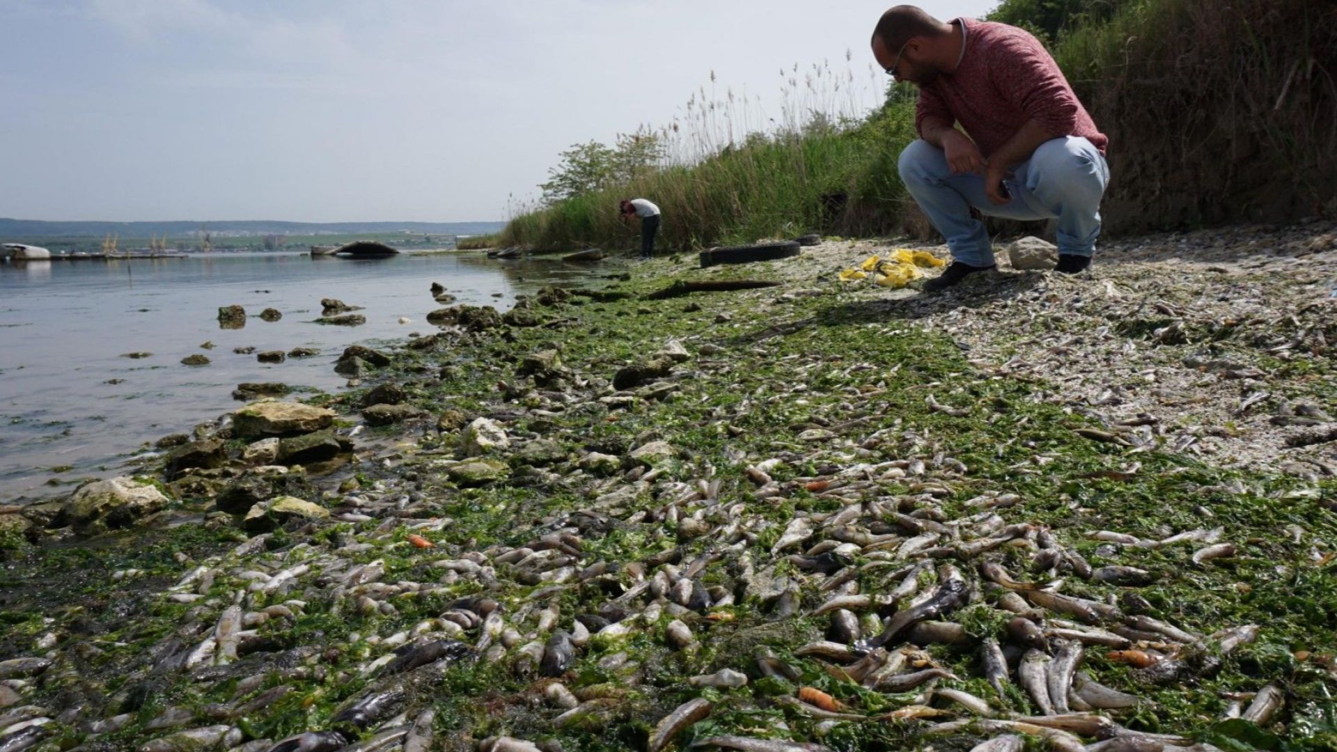 Измирането на рибата на брега на Варненското езеро не могат