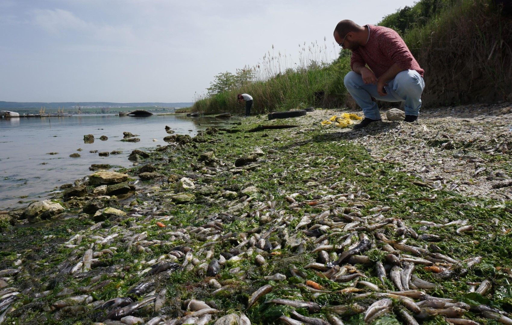 Тонове умряла риба на бреговете на Варненското езеро, 20 май