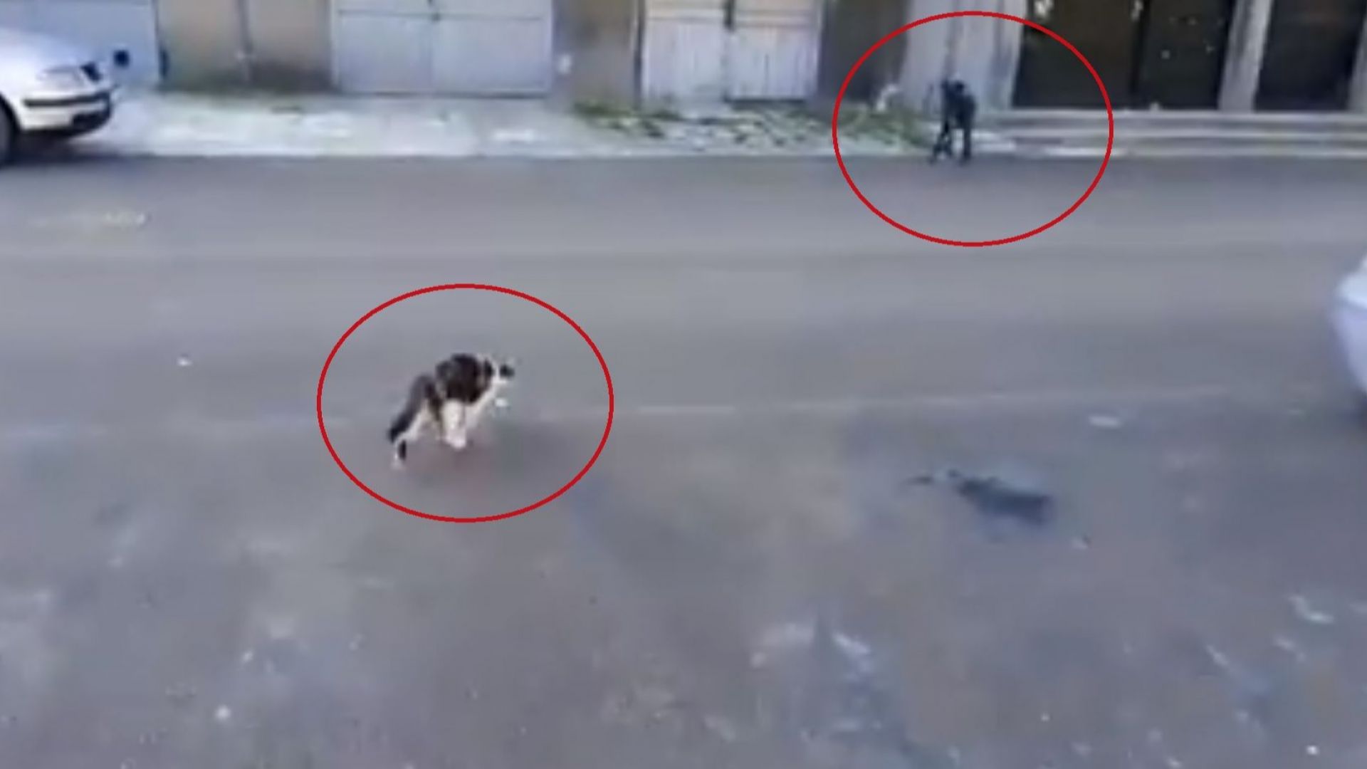 Кучетата не са това, което бяха: Софийска котка стана интернет герой (видео)