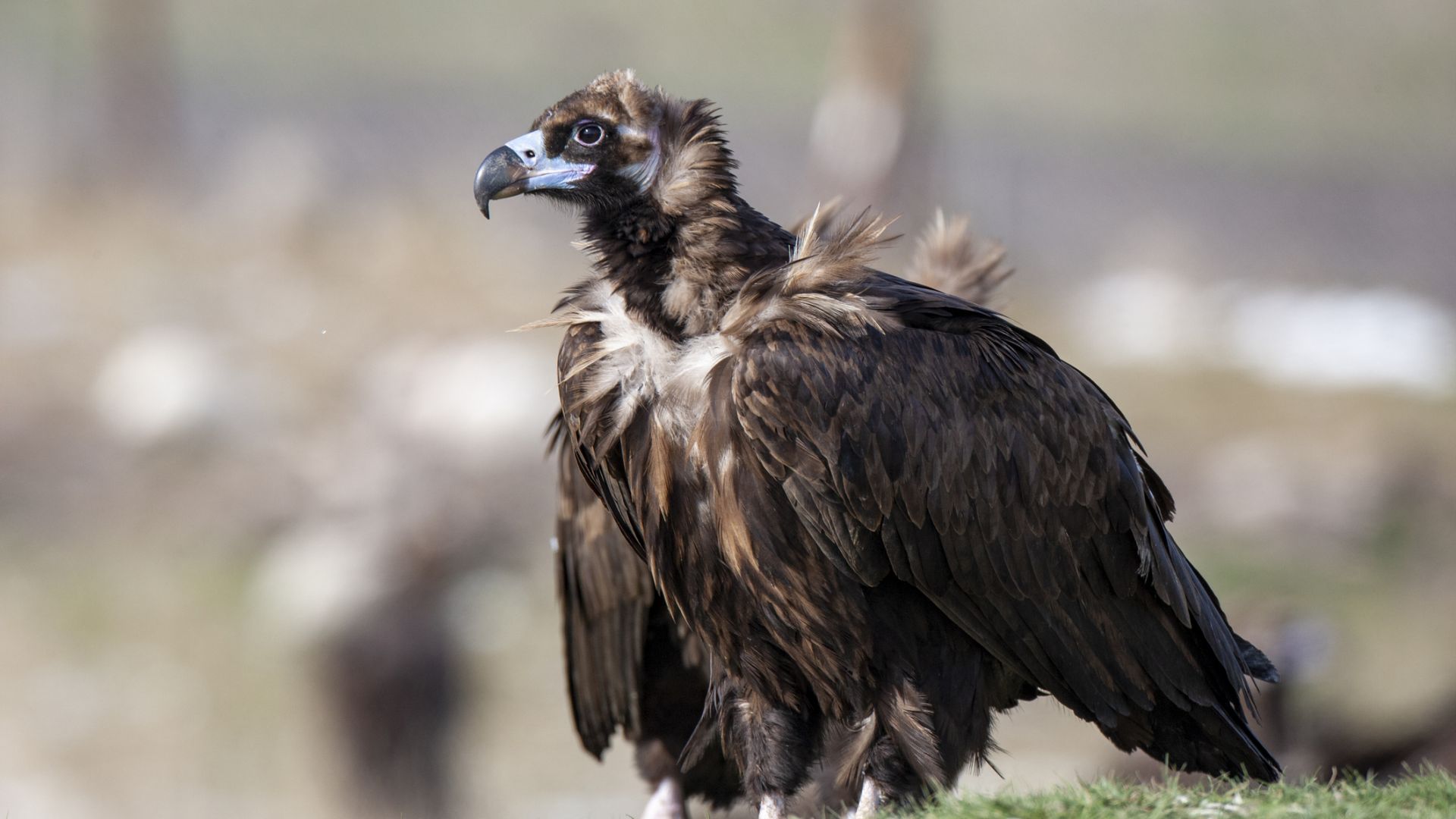 Черният лешояд Ултрон дарен на страната ни от белгийския зоопарк