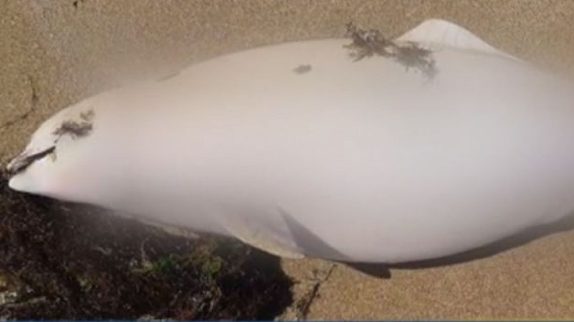 Телата на два делфина единият от които очаквал потомство са