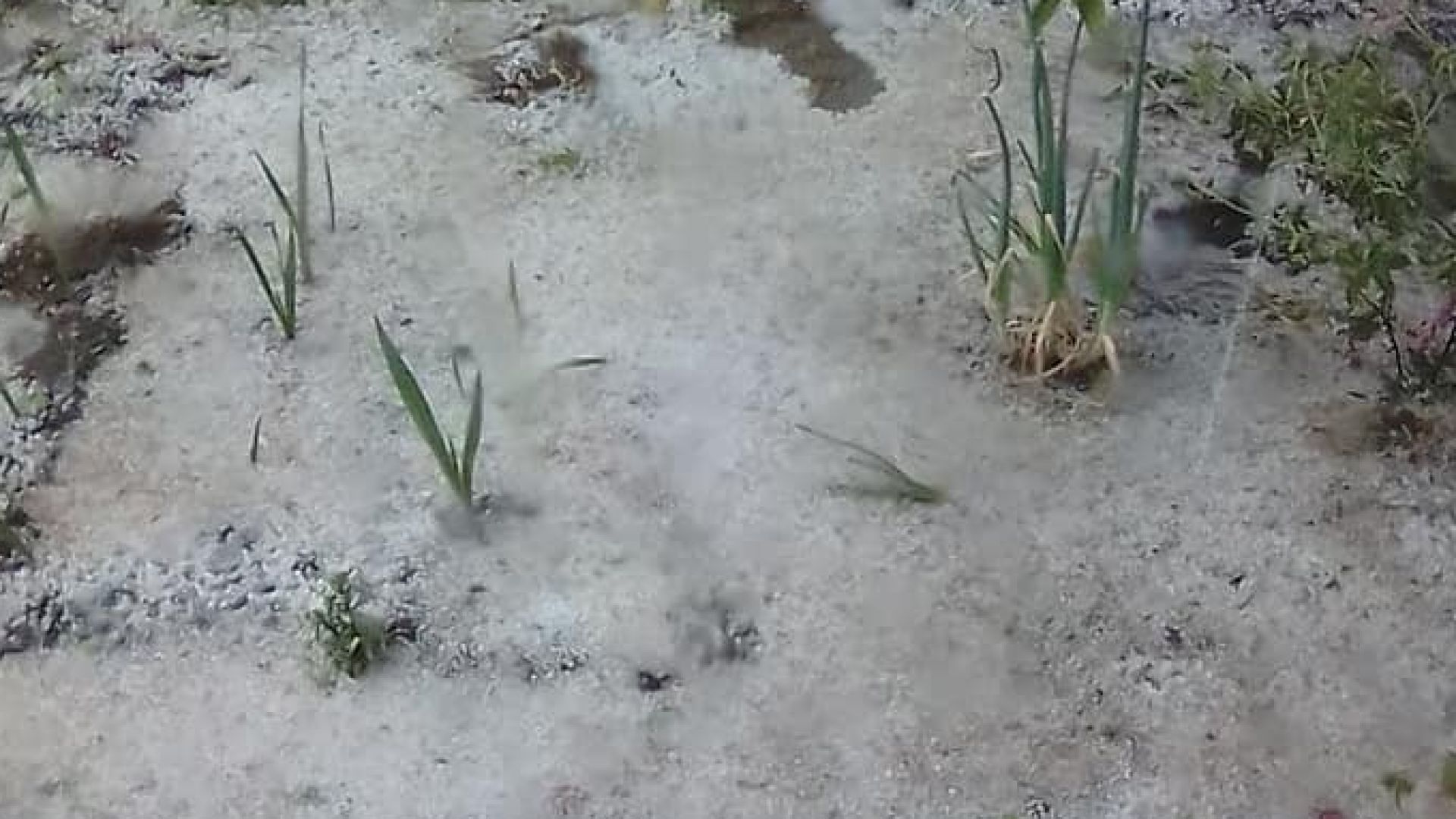 Градушка падна в редица населени места в България Ледените топчета