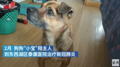 Куче чака три месеца в болница починалия си стопанин