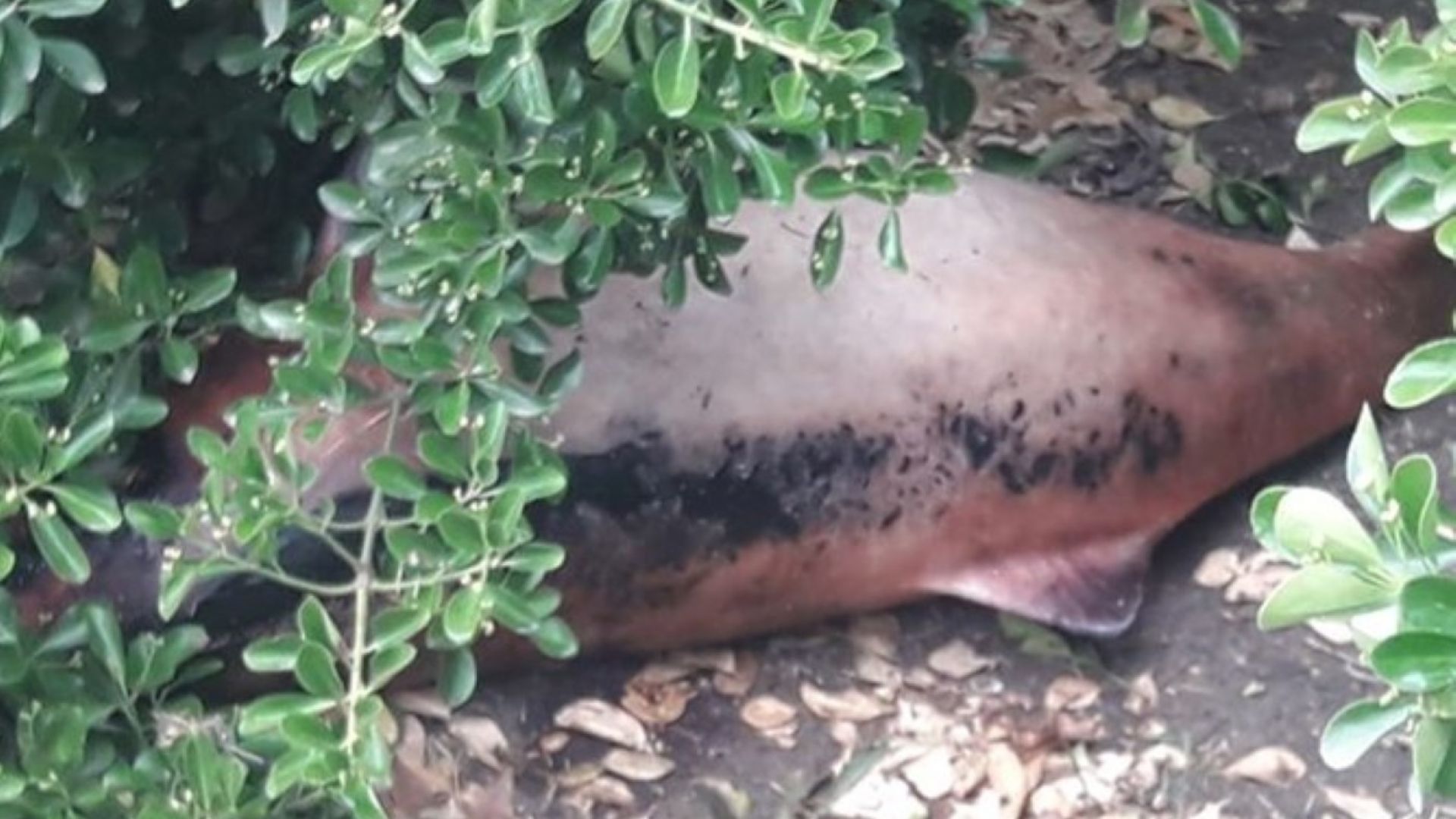 Тяло на умрял делфин е било захвърлено до спирка на