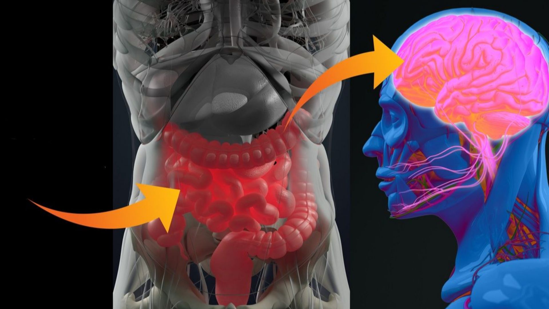 Още Хипократ е казал че всички болести започват от червата