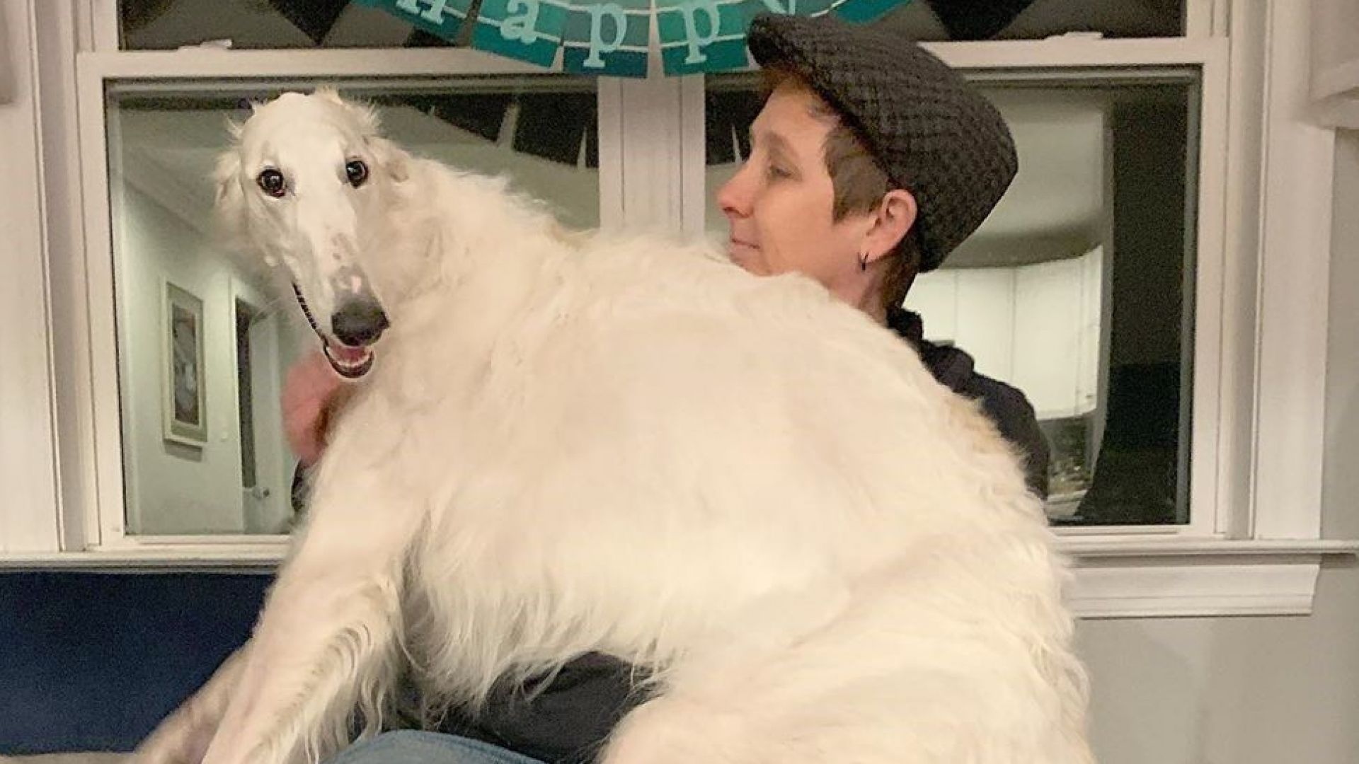 Куче с 31-сантиметров нос стана интернет звезда