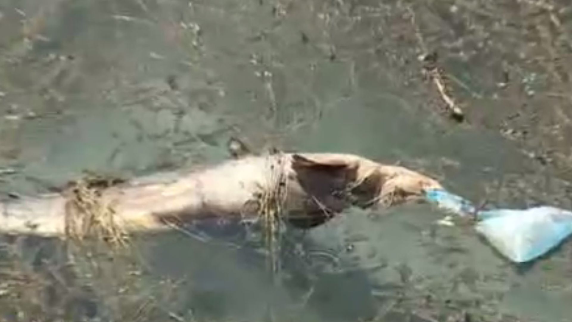 Жители на русенското село Щръклево се натъкнаха на мъртва риба
