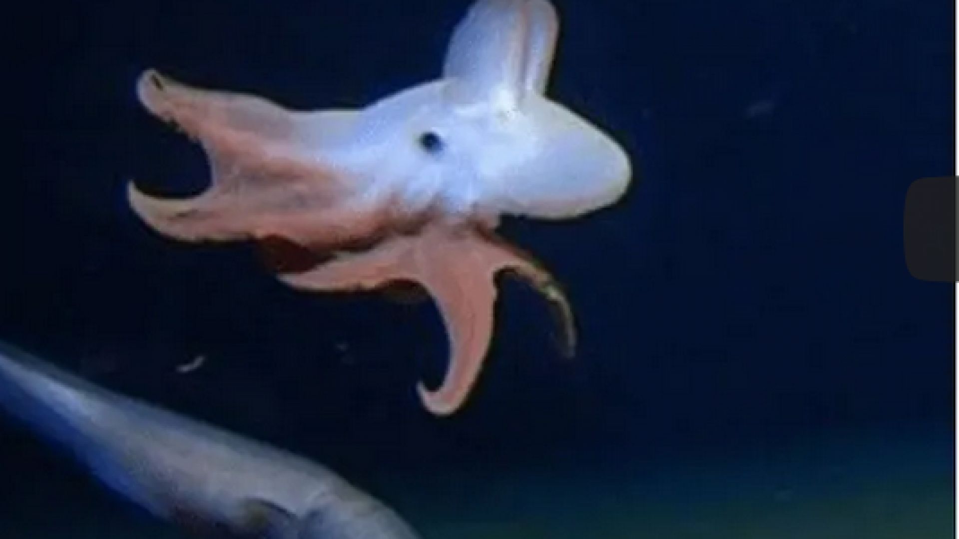 Учени заснеха октопод на най голямата известна дълбочина досега на