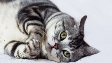 Котките -  сред най-мързеливите животни на света