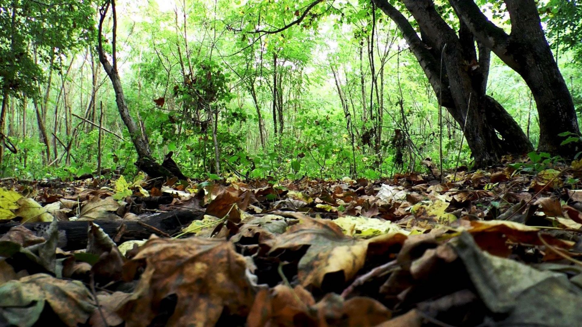 Увеличава се броят на хората които незаконно добиват трюфели алармират
