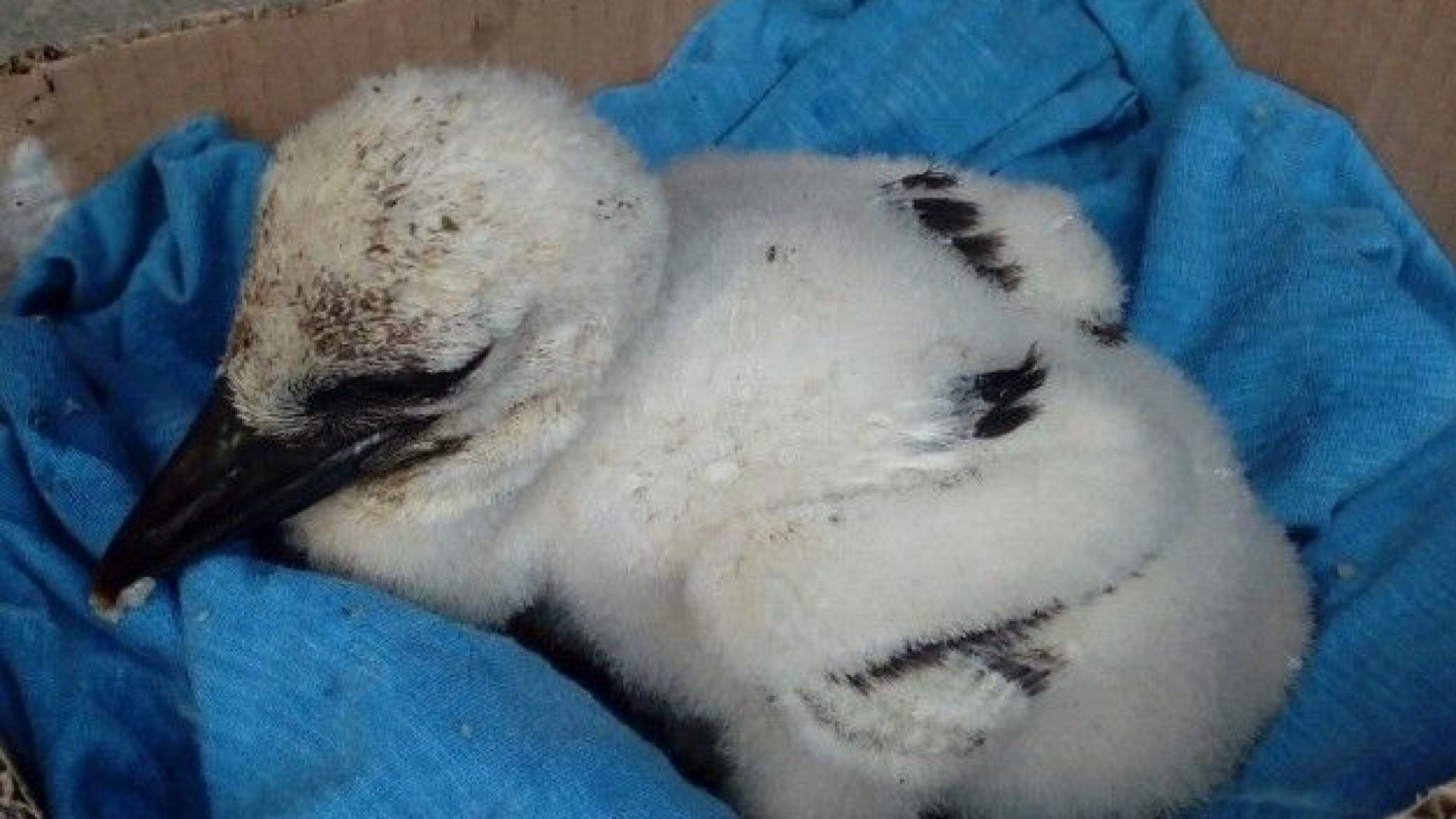 Малко бяло щъркелче открито в безпомощно състояние беше спасено благодарение