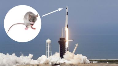 Има ли мишка на космическия кораб на Илон Мъск?