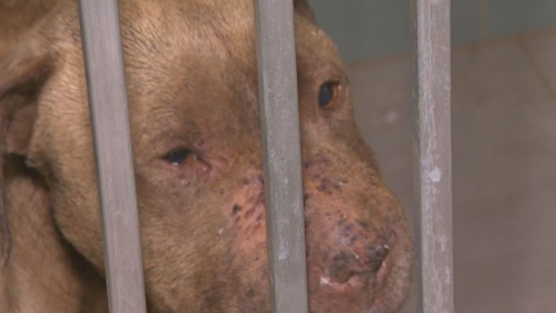 Тренировъчен лагер за питбули убийци е открит в центъра на