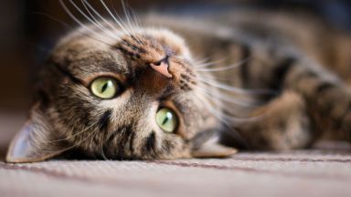 Полицейското управление на японския град Тояма назначи за един ден