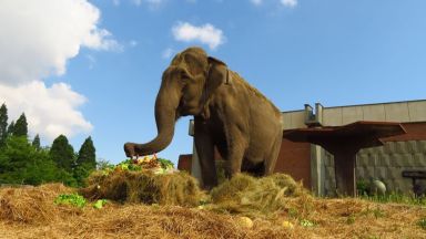 Слоницата Артайда в Софийския зоопарк стана на 57 години!