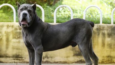  50-килограмово куче нахапа грубо 10-годишно дете в Крън 