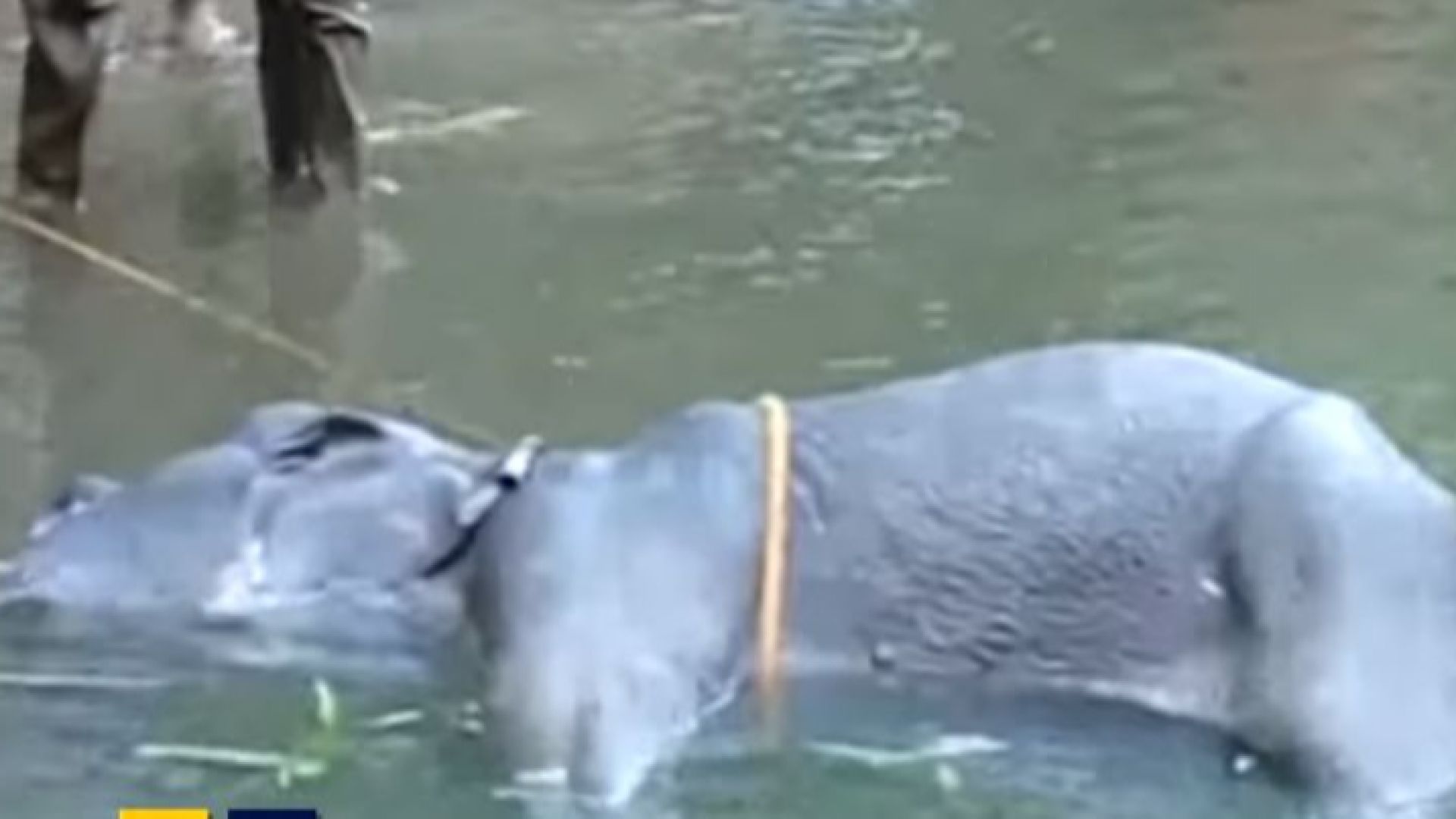 Любителите на животните в Индия настояват за разследване и по строги