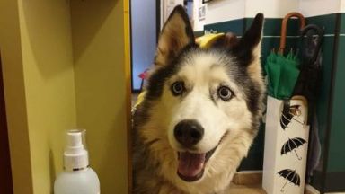 Куче от бойна порода нападна йоркширски териер и стопанката му