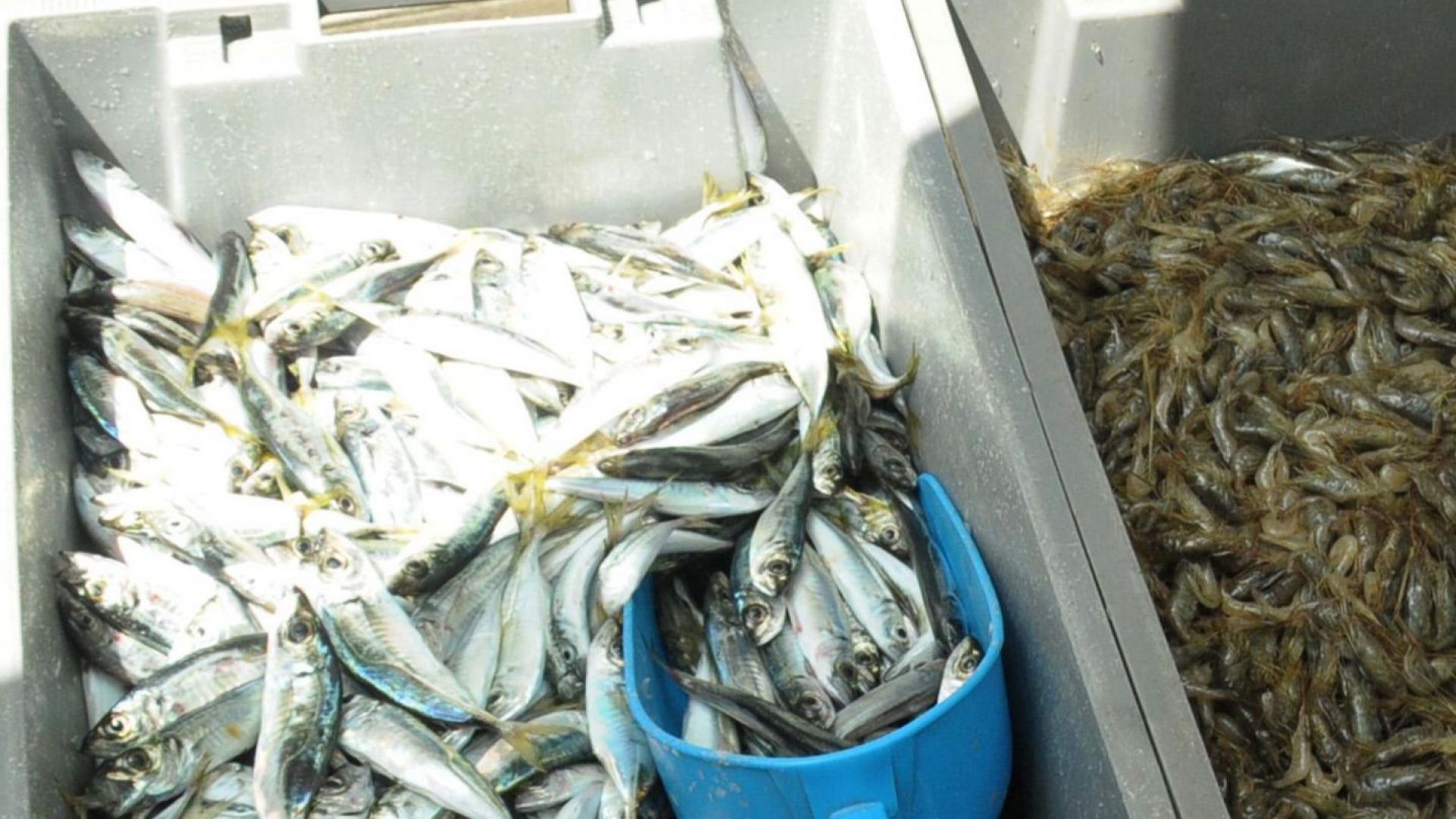 По близо 2 тона сафрид влиза в мрежите на рибарите