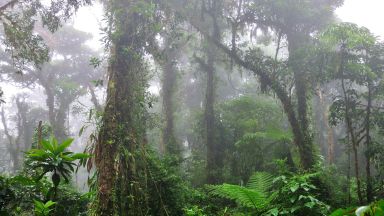 Спираща дъха разходка в призрачната облачна гора Монтеверде