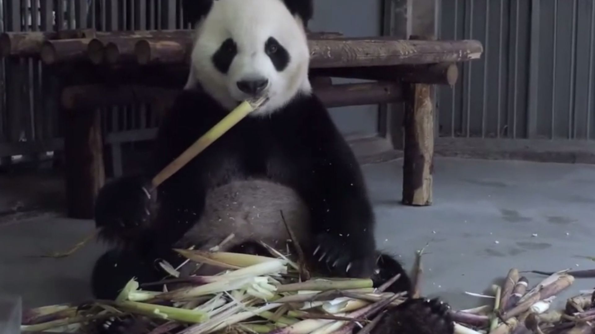 Панда от зоопарка в Копенхаген избяга извън огражденията на клетката
