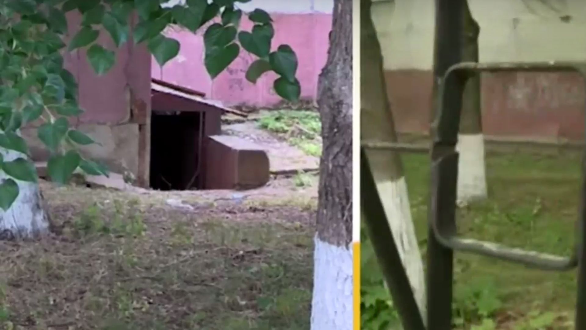 Семейство лисици се е настанило и живее в мазето на