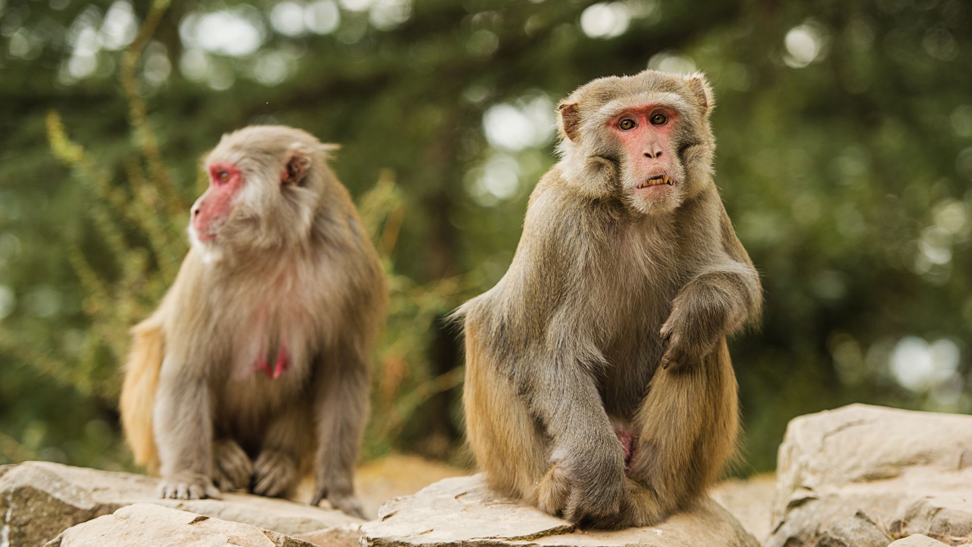 Около 70 маймуни са избягали от ограждението си в зоопарк