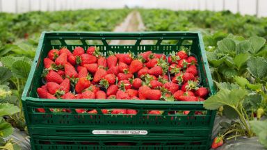 За месец и половина Kaufland предложи близо 47 тона български ягоди