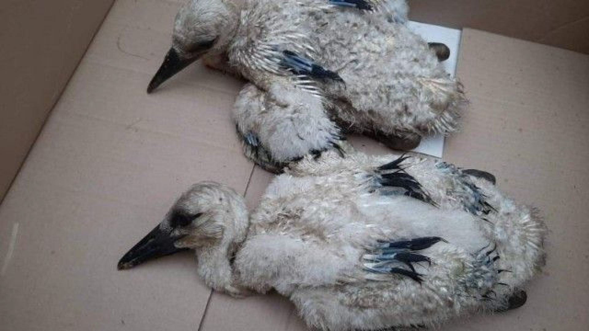 Четири малки щъркелчета бяха спасени от екоинспекторите в Пазарджик след