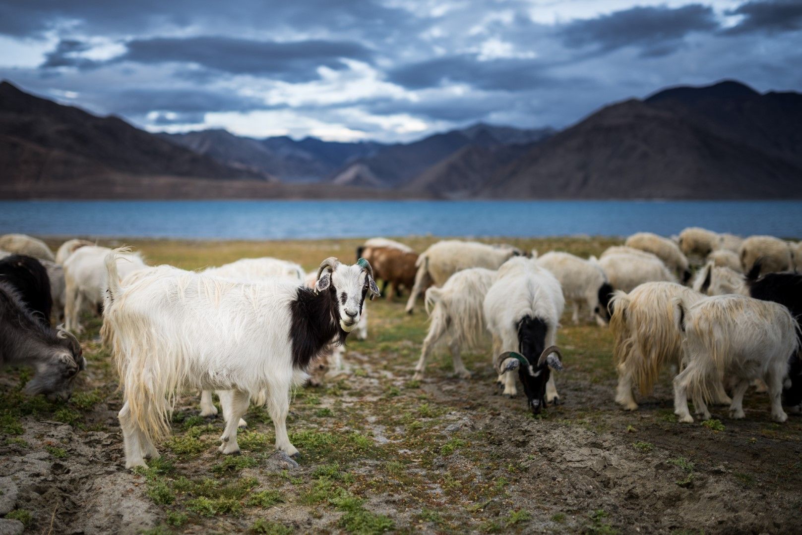 Пашминови кози край езерото Пангонг в района на Лидакх до индийско-китайската граница