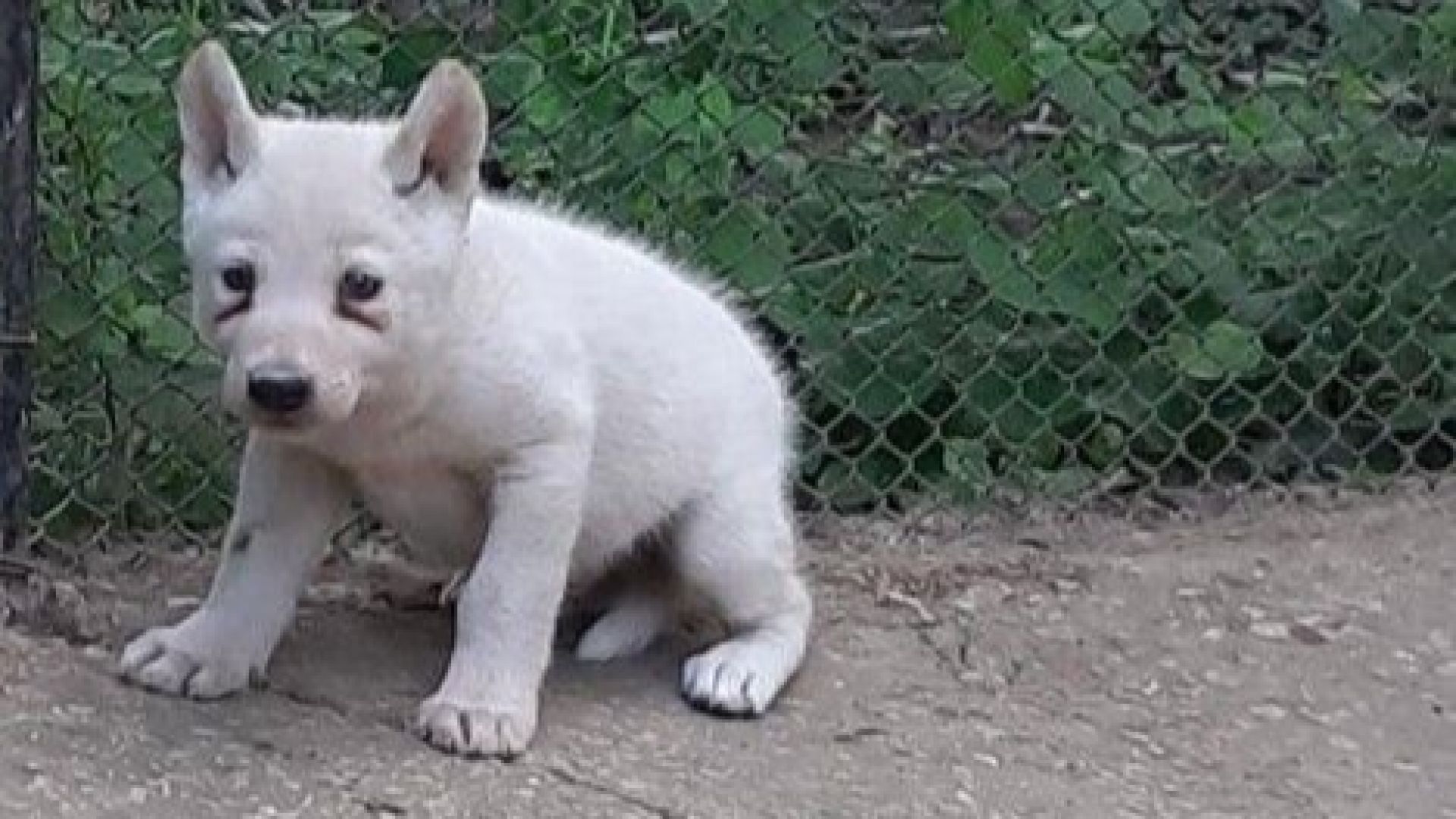Три бели вълчета се родиха във варненския зоопарк (снимки)