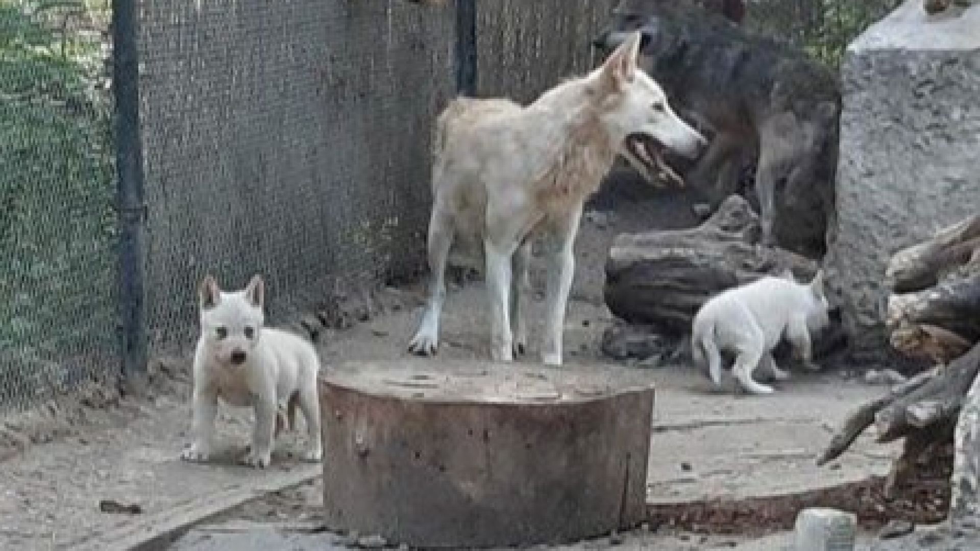 Три бели вълчета се родиха в Зоопарка във Варна Малките
