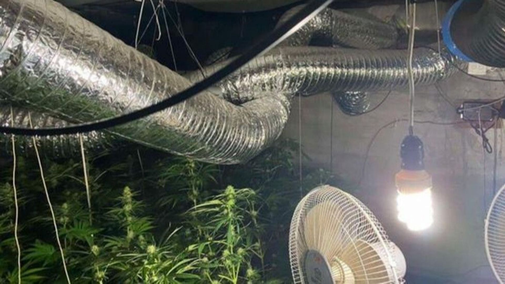 Разбиха две наркооранжерии при спецакция на криминалисти от ОДМВР Враца съобщават