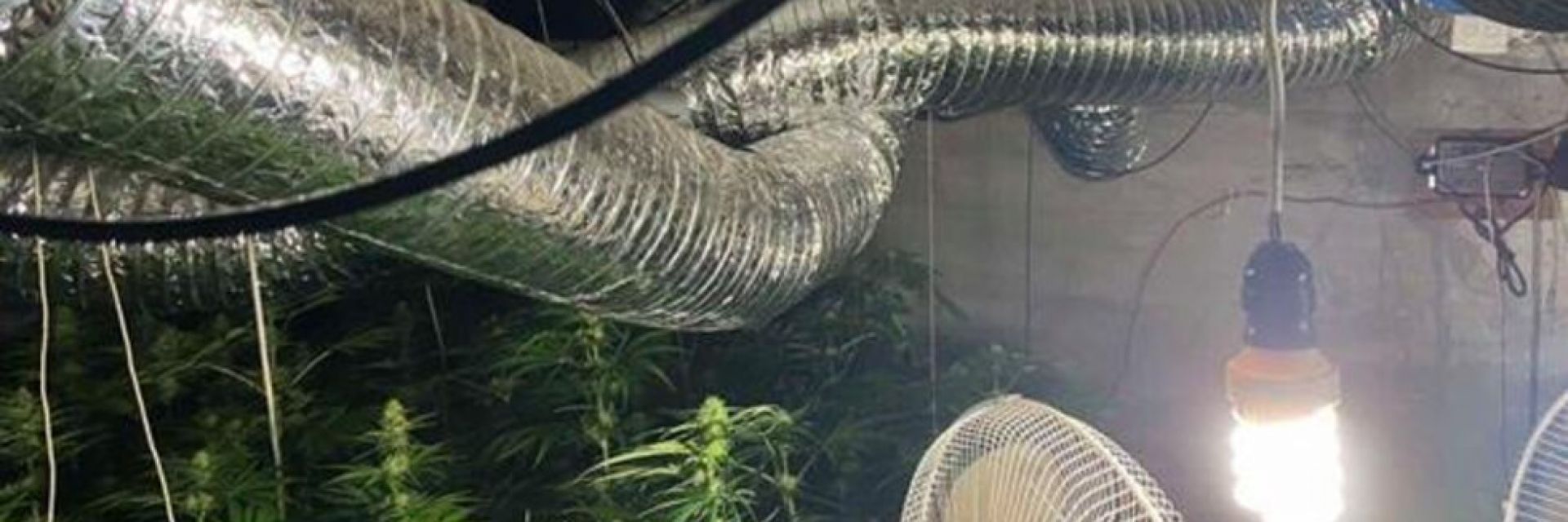 Разбиха две наркооранжерии във Враца (ВИДЕО)