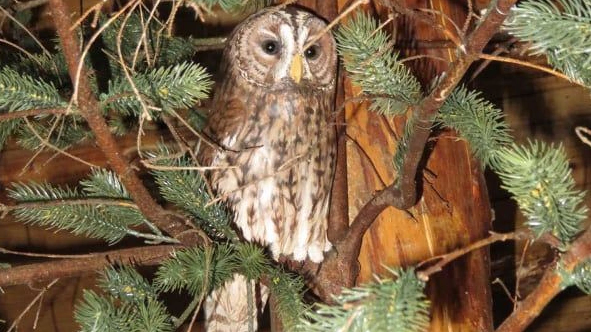 От 15 юни възобновява сезона за посещения на музея на