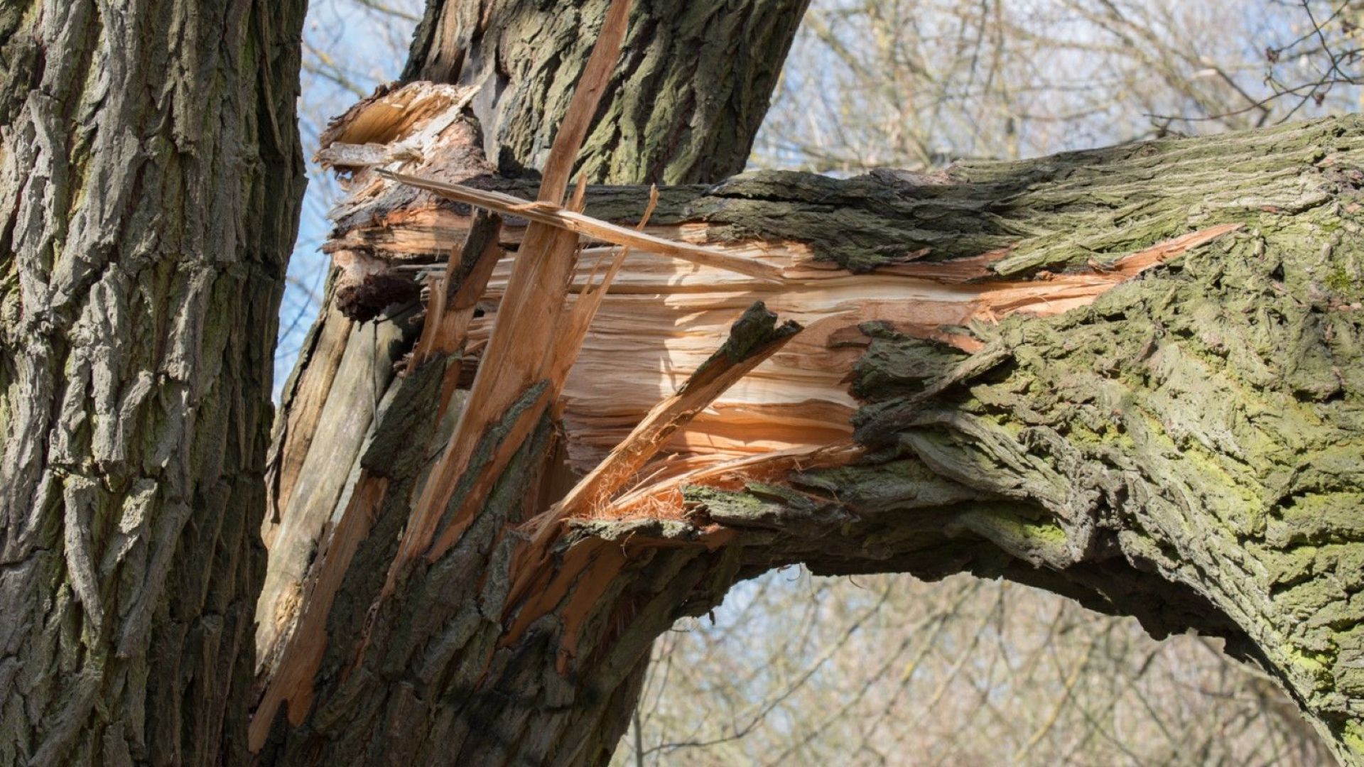 Дърво е паднало рано тази сутрин върху лек автомобил на