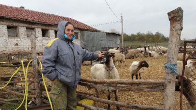 ВАС отсече: В овцефермата на Ана от Болярово не е имало чума