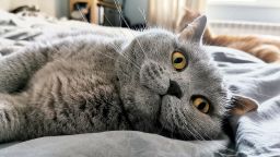 Почина котаракът Румен, любимецът на хиляди в социалните мрежи