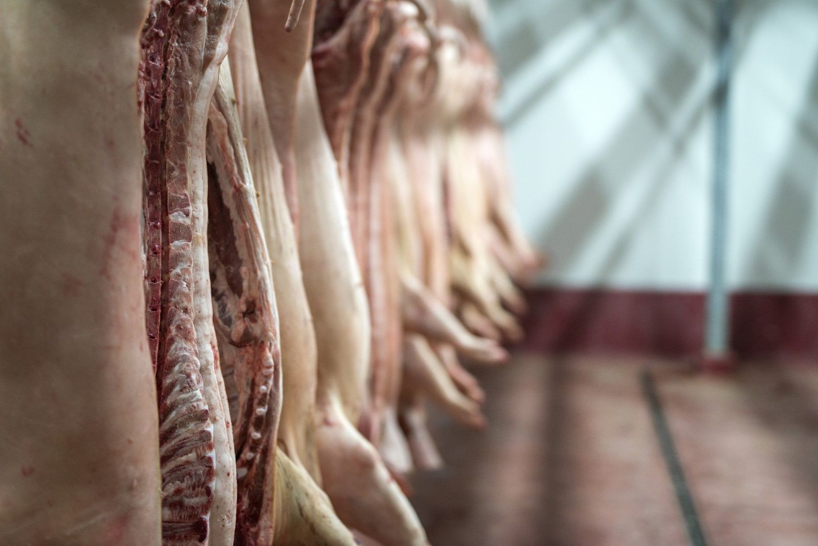 Правилно ли ще е да се стимулират малки регионални кланици, вместо гигантски фабрики за месо като "Тьонис", се питат в Германия