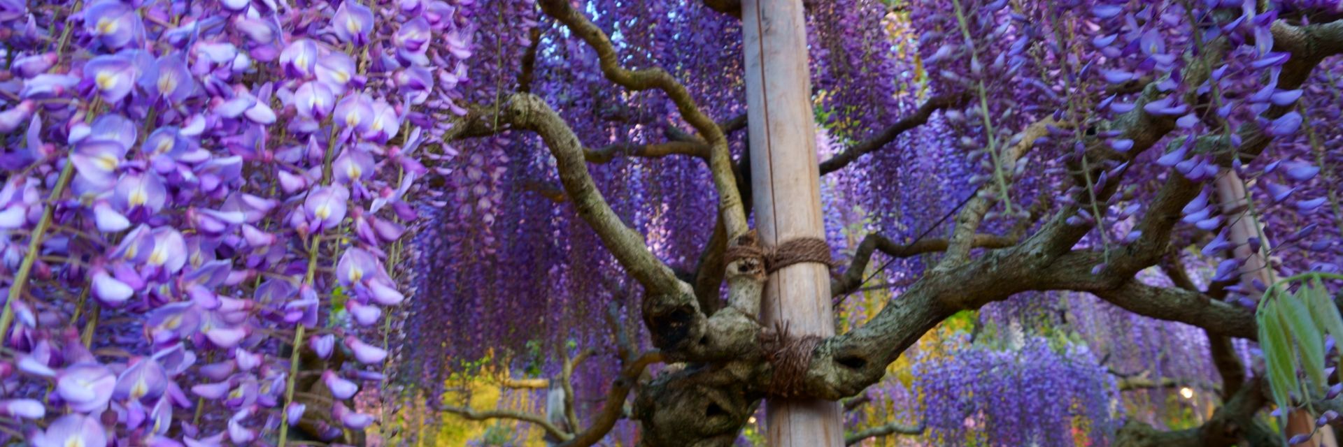 Паркът Ашикага - водопад от глицинии, изящни като гейши (ВИДЕО)