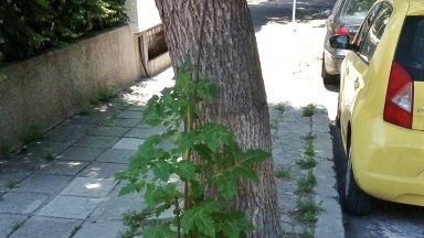 Варненец си засади домати на улицата (снимки)