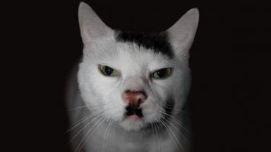 Котките, които приличат на Хитлер, са нежелани от много стопани
