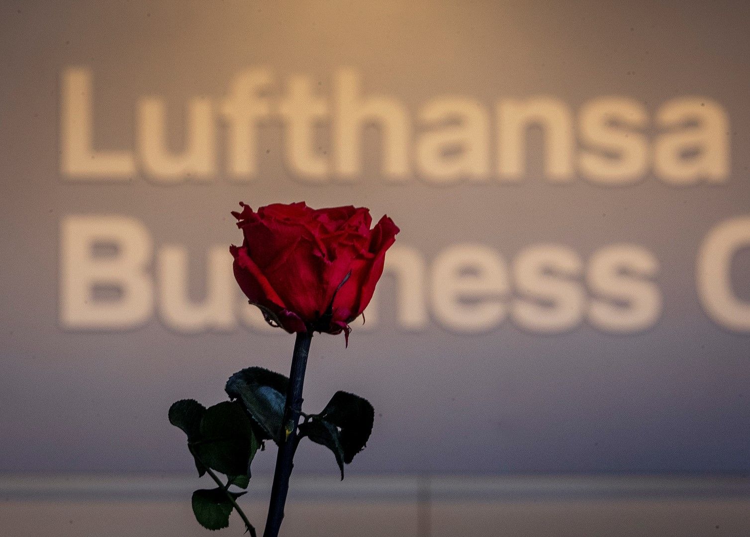 Червена роза на гише на Луфтханза на летището във Франкфурт