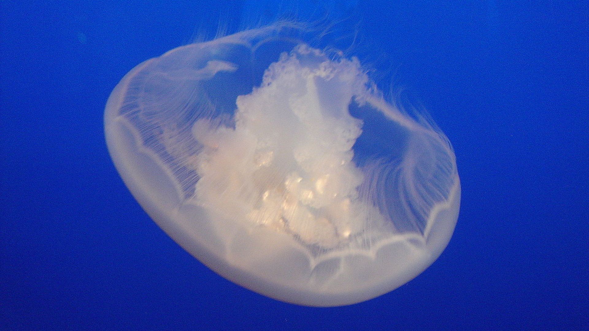 Защо морските хищници ядат медузи 